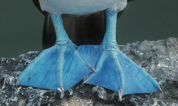 蓝脚鲣鸟看脚丫选配偶的鸟中奇葩