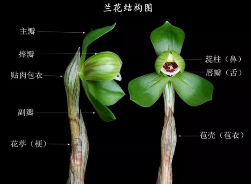 兰花为何会出现“癃放”现象,该如何避免? - 知乎