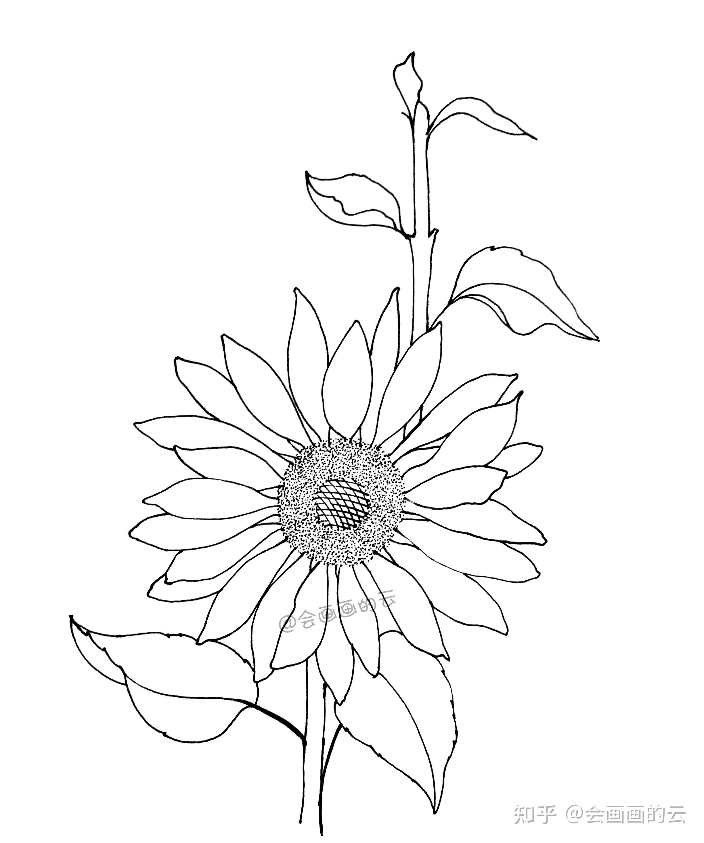 教你如何用一支笔画线描花卉