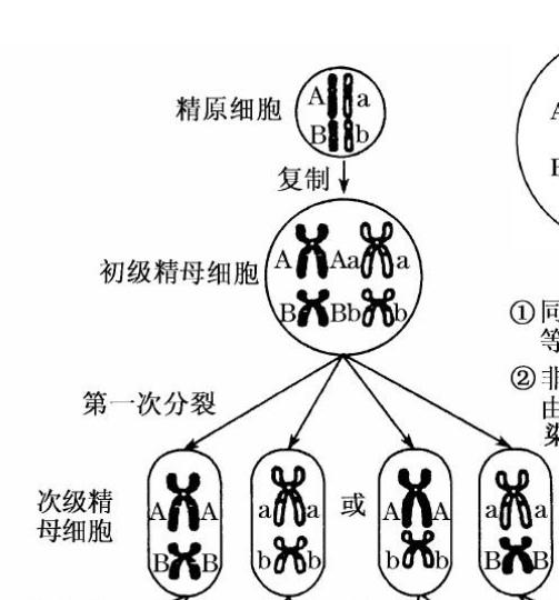 非同源染色体上的非等位基因怎么重组?