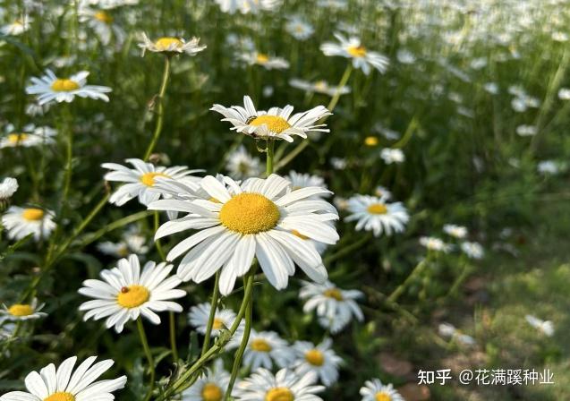 花中小清新,大滨菊该怎么栽种? - 知乎