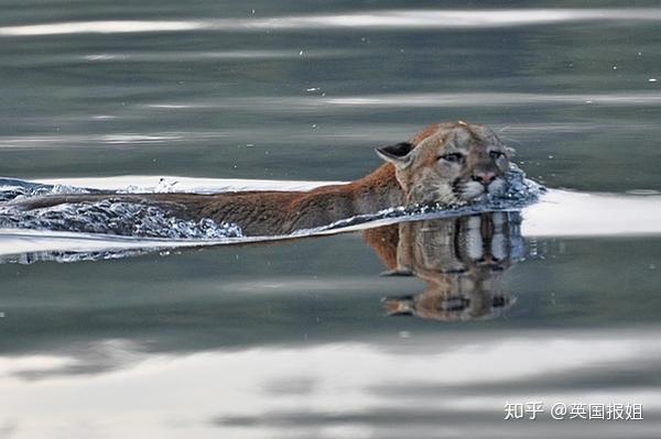 养熊不能满足俄罗斯人了 这种猛兽都被当成宠物了 知乎