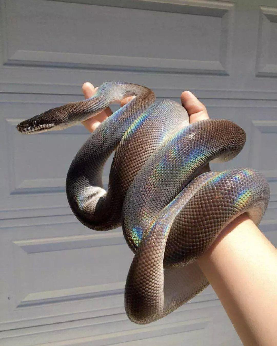 有没有好看的蛇图啊,想拿来当壁纸? - 知乎