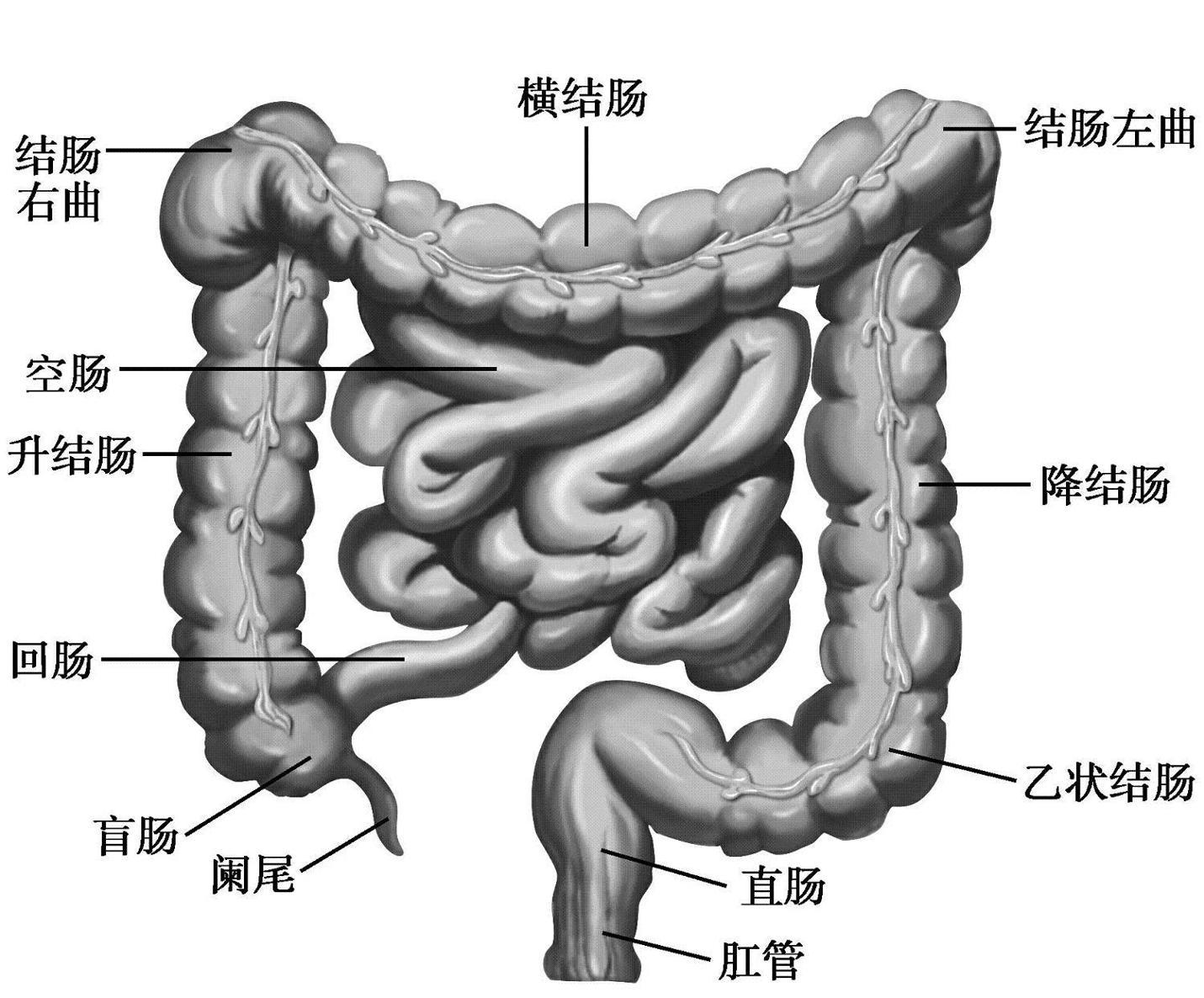 的管道,包括口腔,咽,食管,胃,小肠(十二指肠,空肠和回肠)和大肠(盲肠
