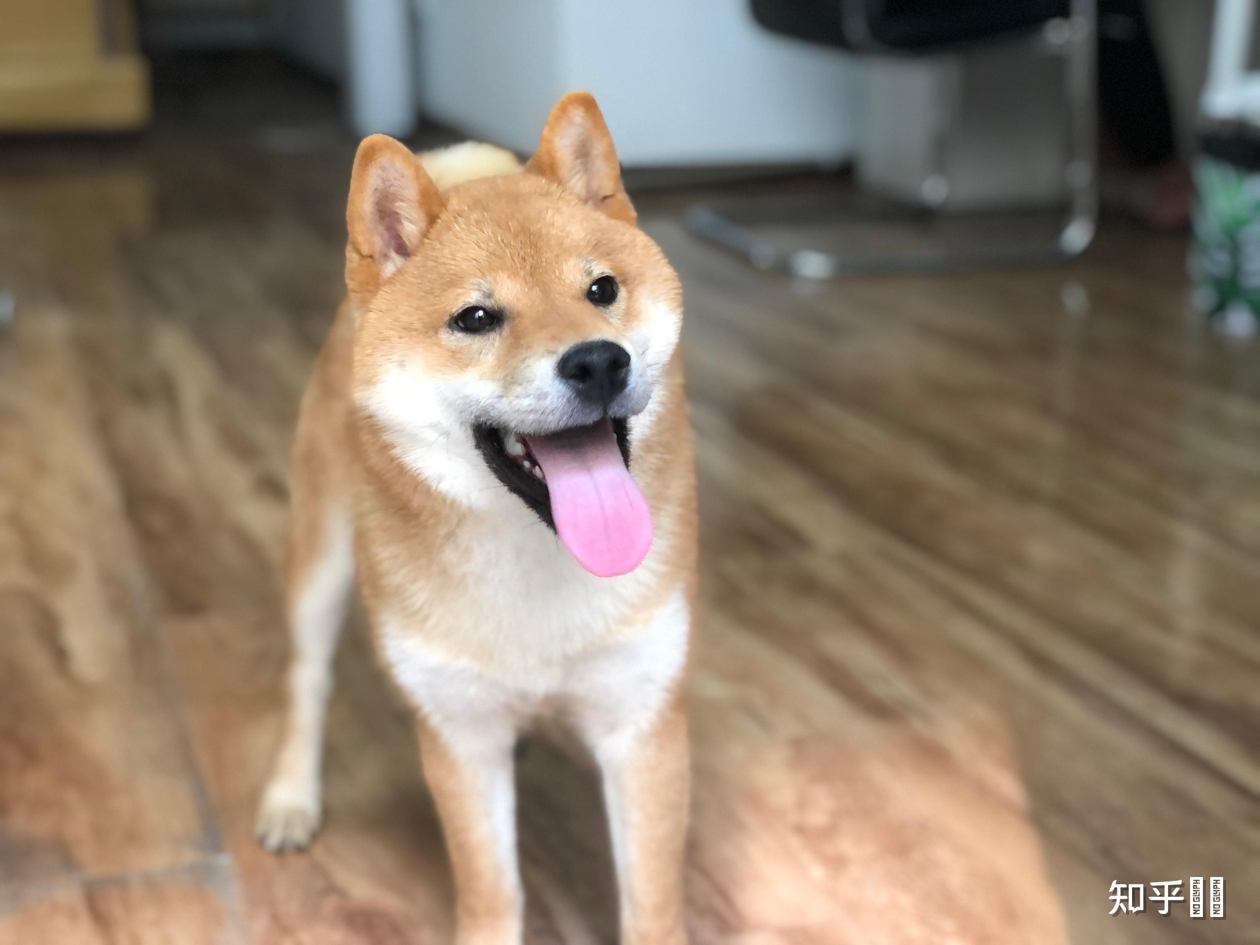 请问我们家这只柴犬品相如何,长大后会是圆脸还是狐狸脸啊? - 知乎