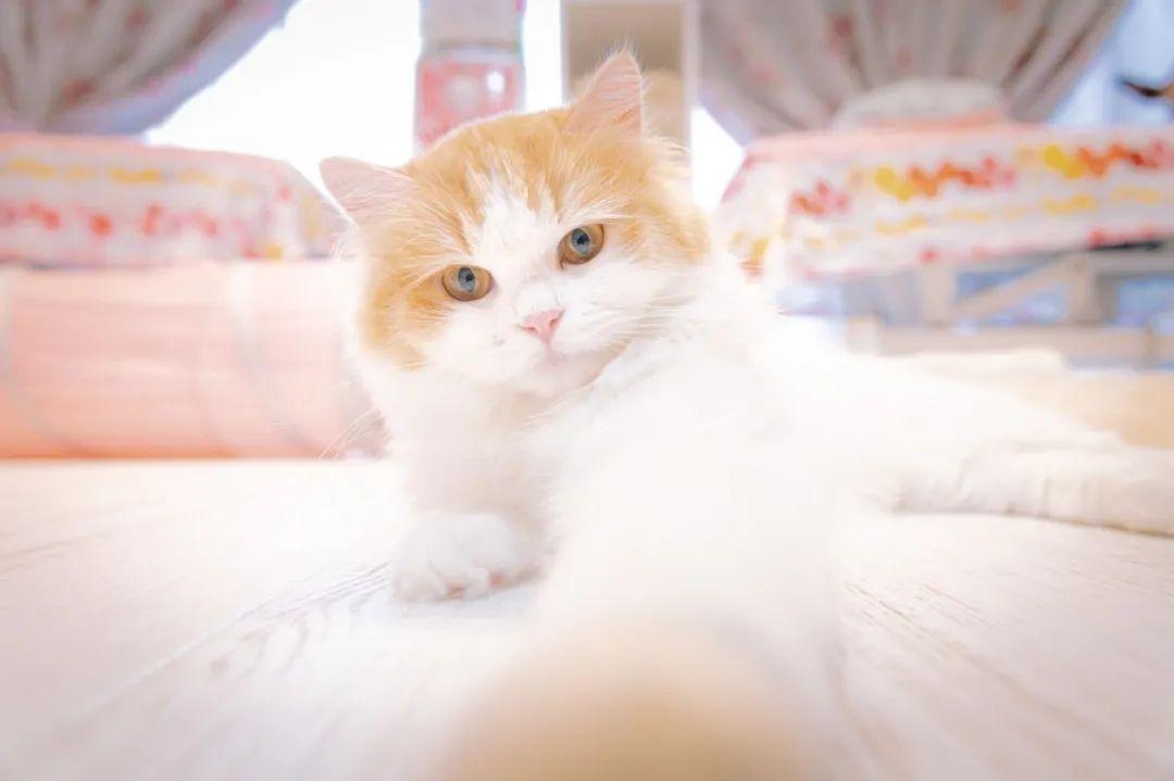 有哪些好看的猫咪壁纸或头像? - 知乎