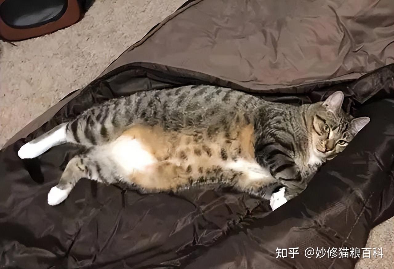 养狸花猫久了才明白，它“四脚朝天”对着你，原来给你这些信号 知乎