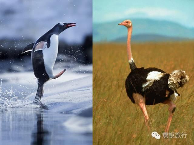 世界上游泳最快的鸟类——巴布亚企鹅