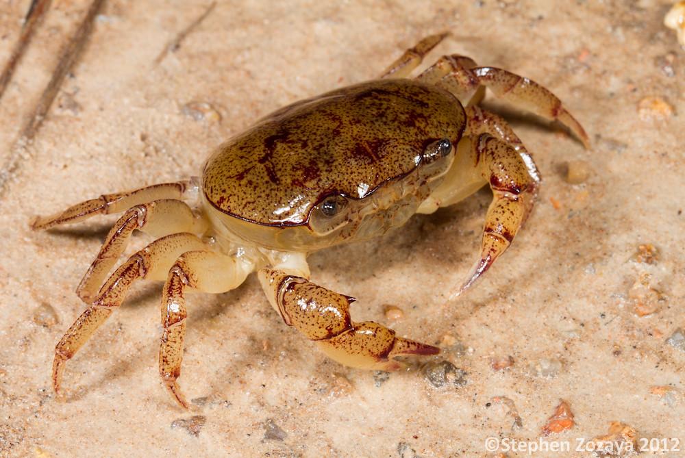 比如在沙漠里生活的螃蟹? - 知乎