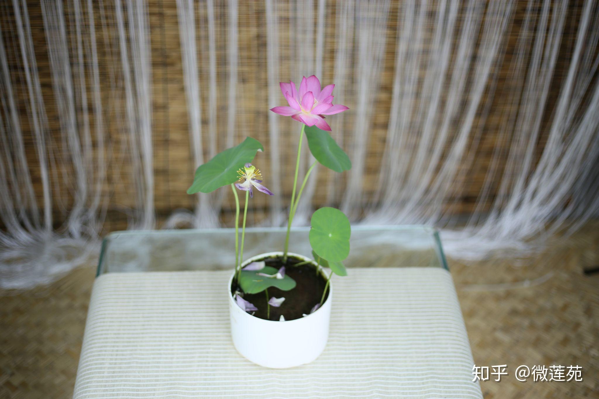 想在宿舍养一盆花,大家有没有什么好的建议? - 知乎