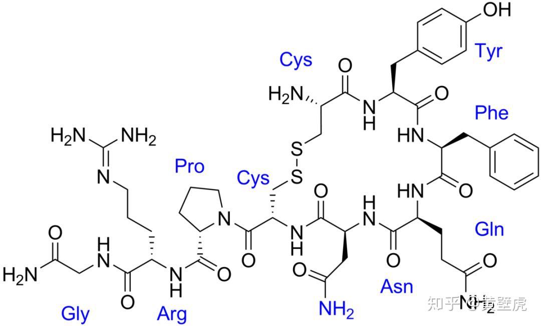 oxytocin)和抗利尿激素(vasopressin, aka antidiuretic hormone)是"