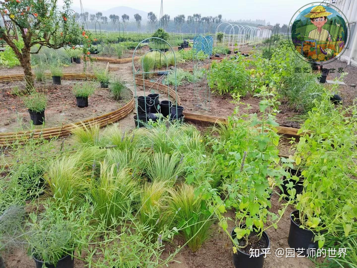 食用景观花园造园记系列(6)——食用景观植物栽植 - 知乎