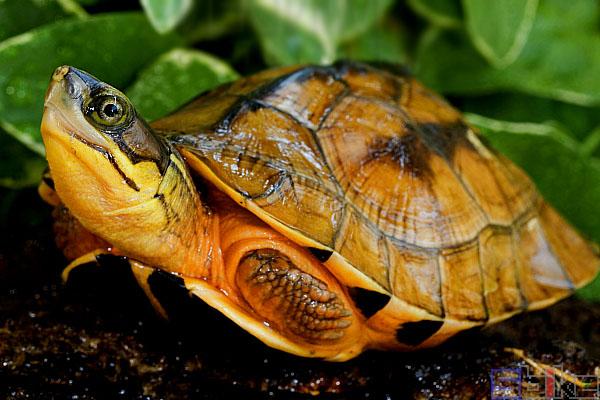 最专业的龟的饲养指南 - 知乎