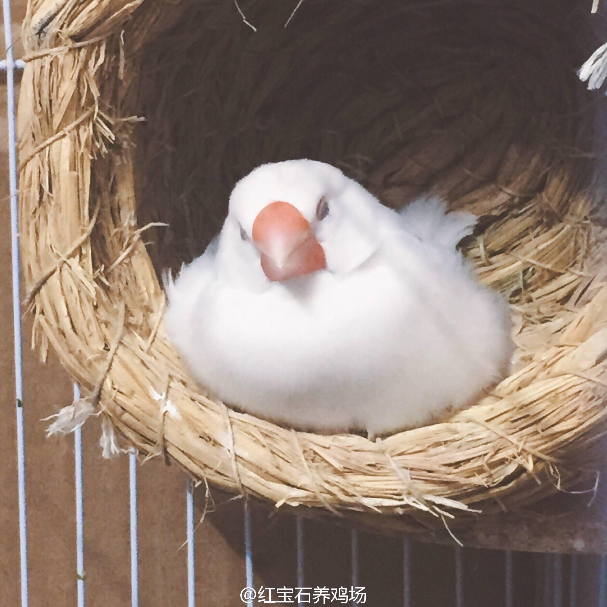 養文鳥是種怎樣的體驗11月更新