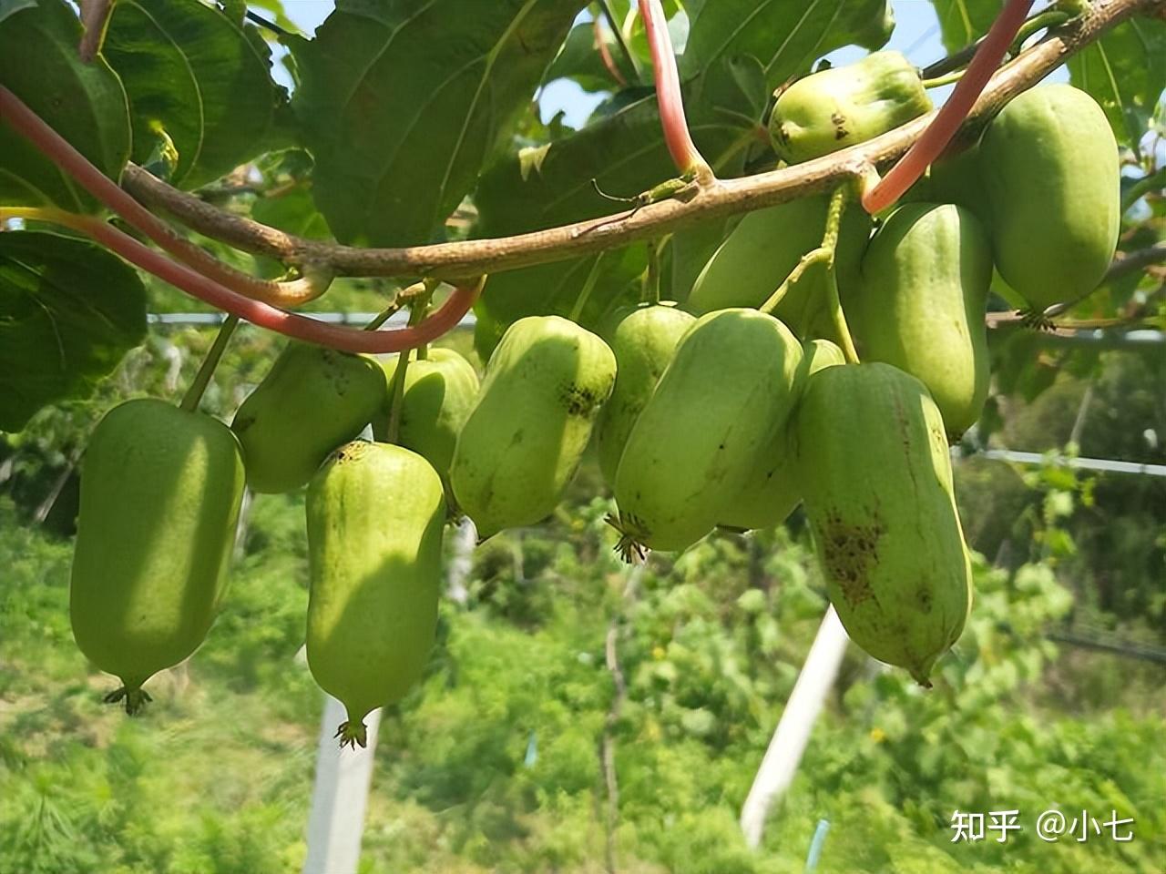 深山中有一种“枣树”，果实很诱人却不能采摘，想吃只能自己种植- 知乎