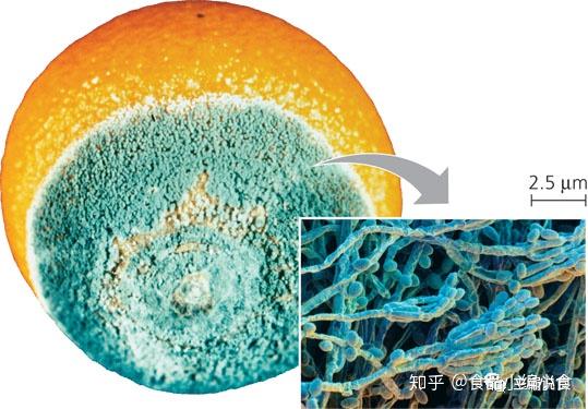 梅雨季节|这种食物千万吃不得,当心「触霉头」,防霉怎么做? - 知乎