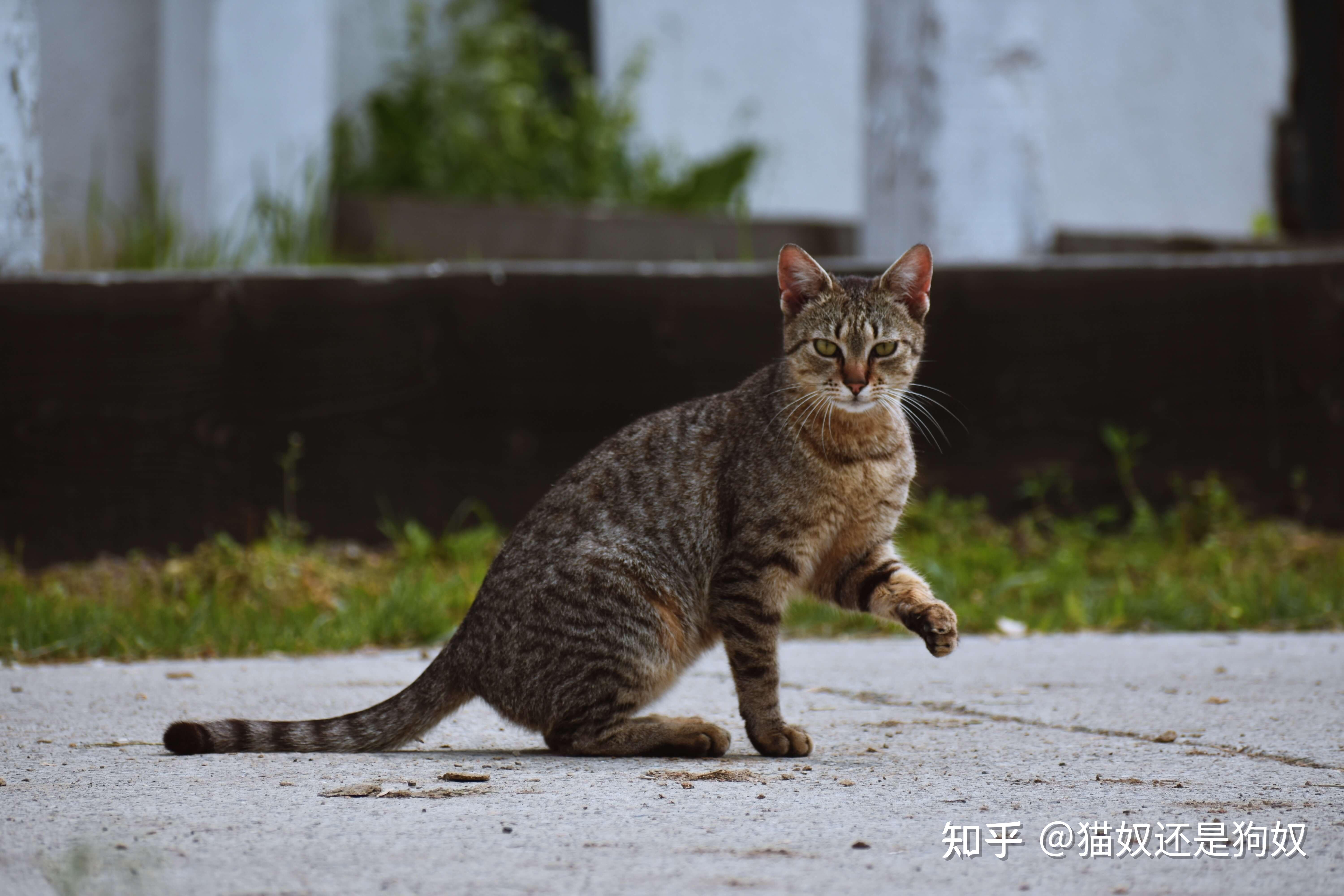 猫咪品种介绍大全,哪种猫咪更适合你?