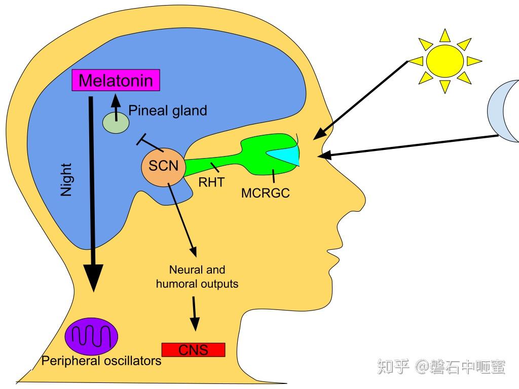 Melatonin melatonin
