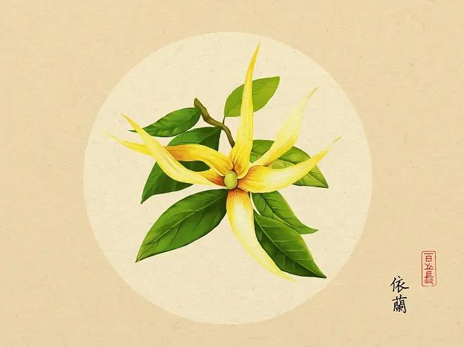 芳香植物——依兰 - 知乎