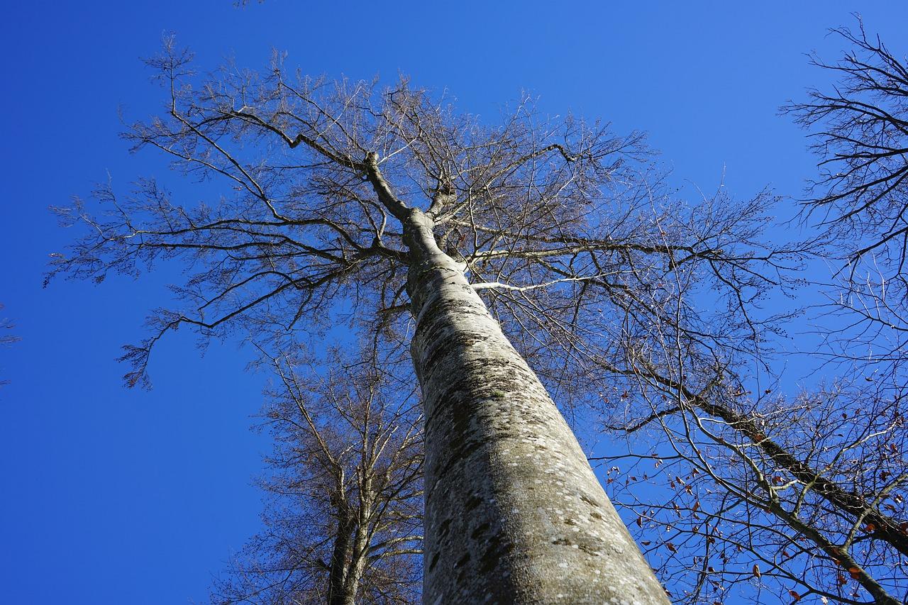 耐寒植物室内养护法