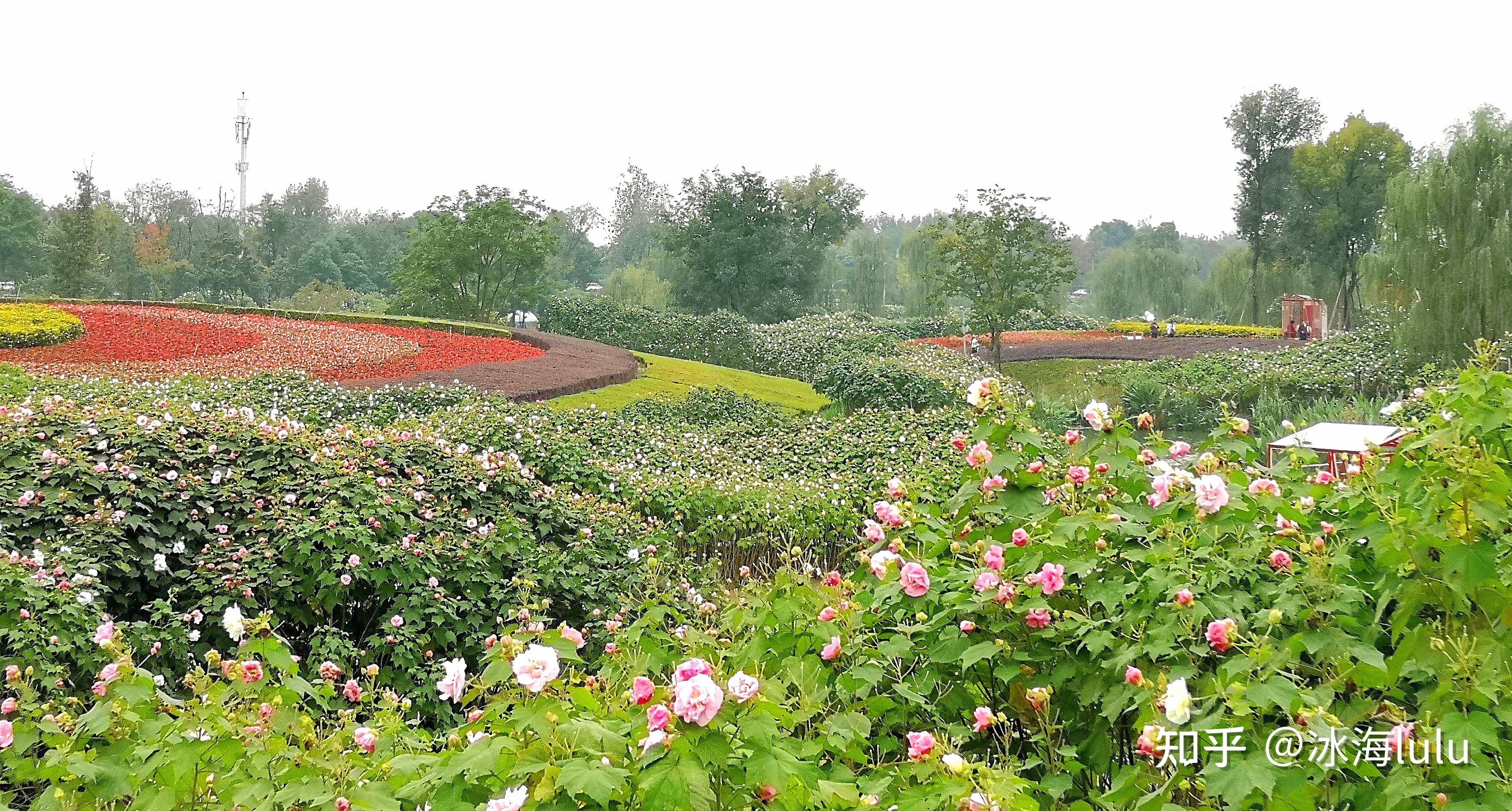 美丽蓉城芙蓉园