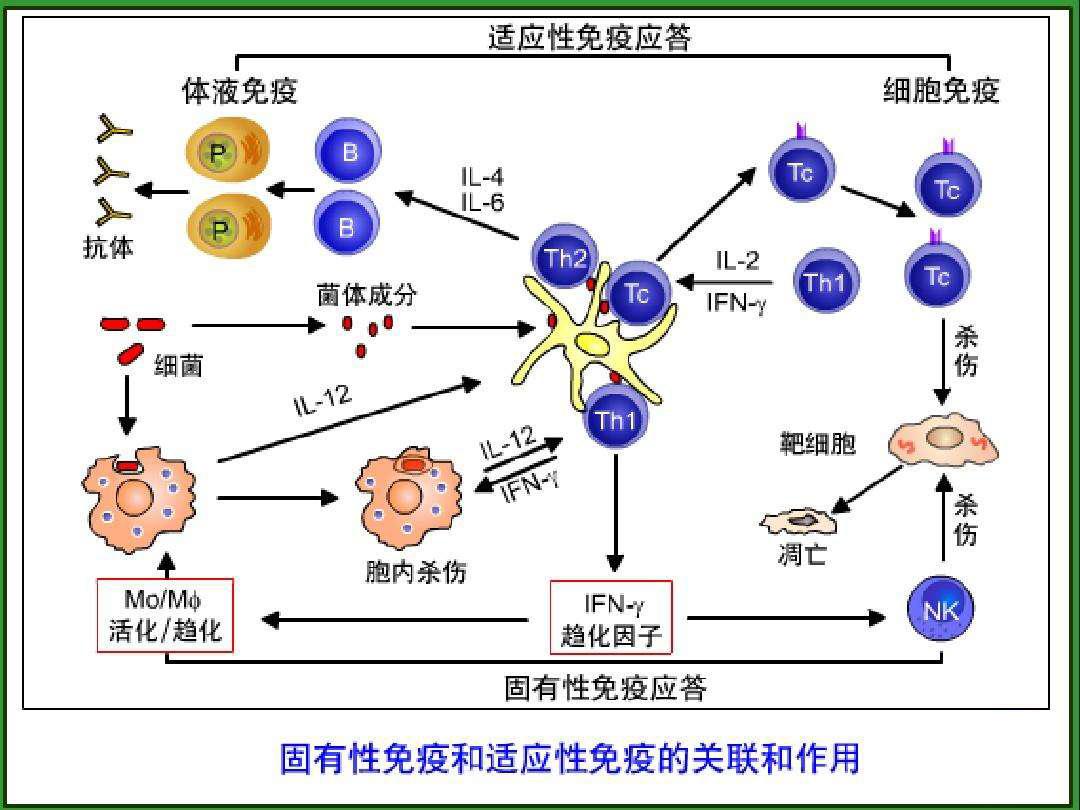 反应,包含先天性免疫反应和获得性免疫反应先天性免疫又称固有性免疫