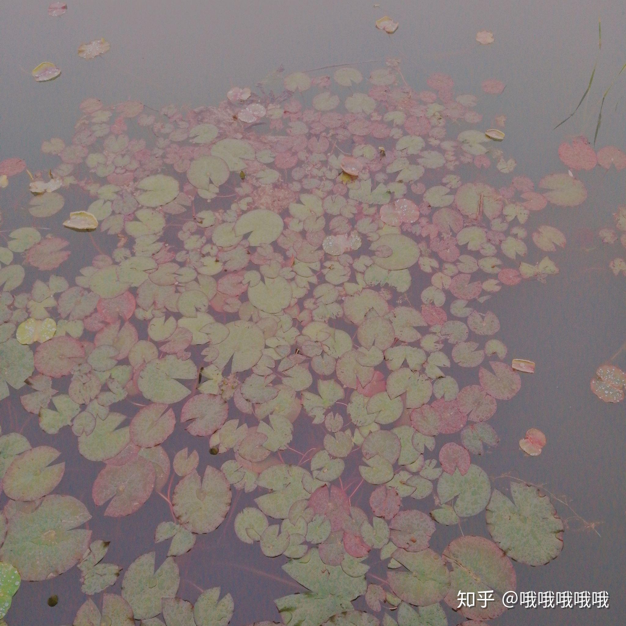 河南省经济技术学院毕业证（河南工程学院什么都教不了你,你来这里）