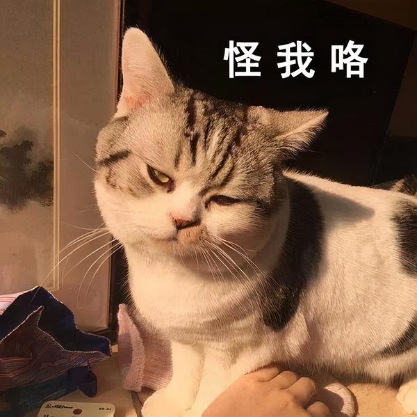 被猫抓伤了 怎么办 知乎