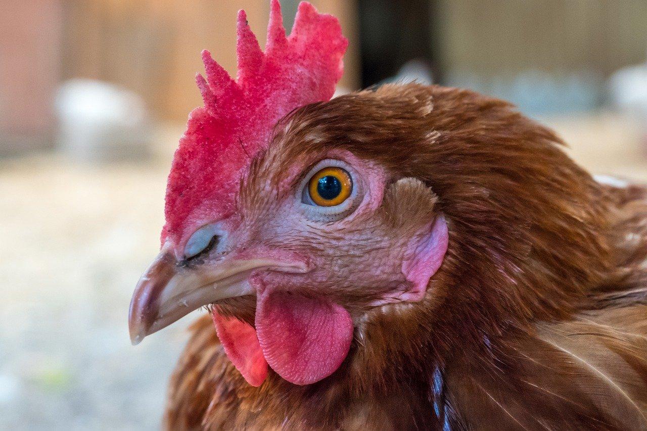 珍珠鸡不怎么叫