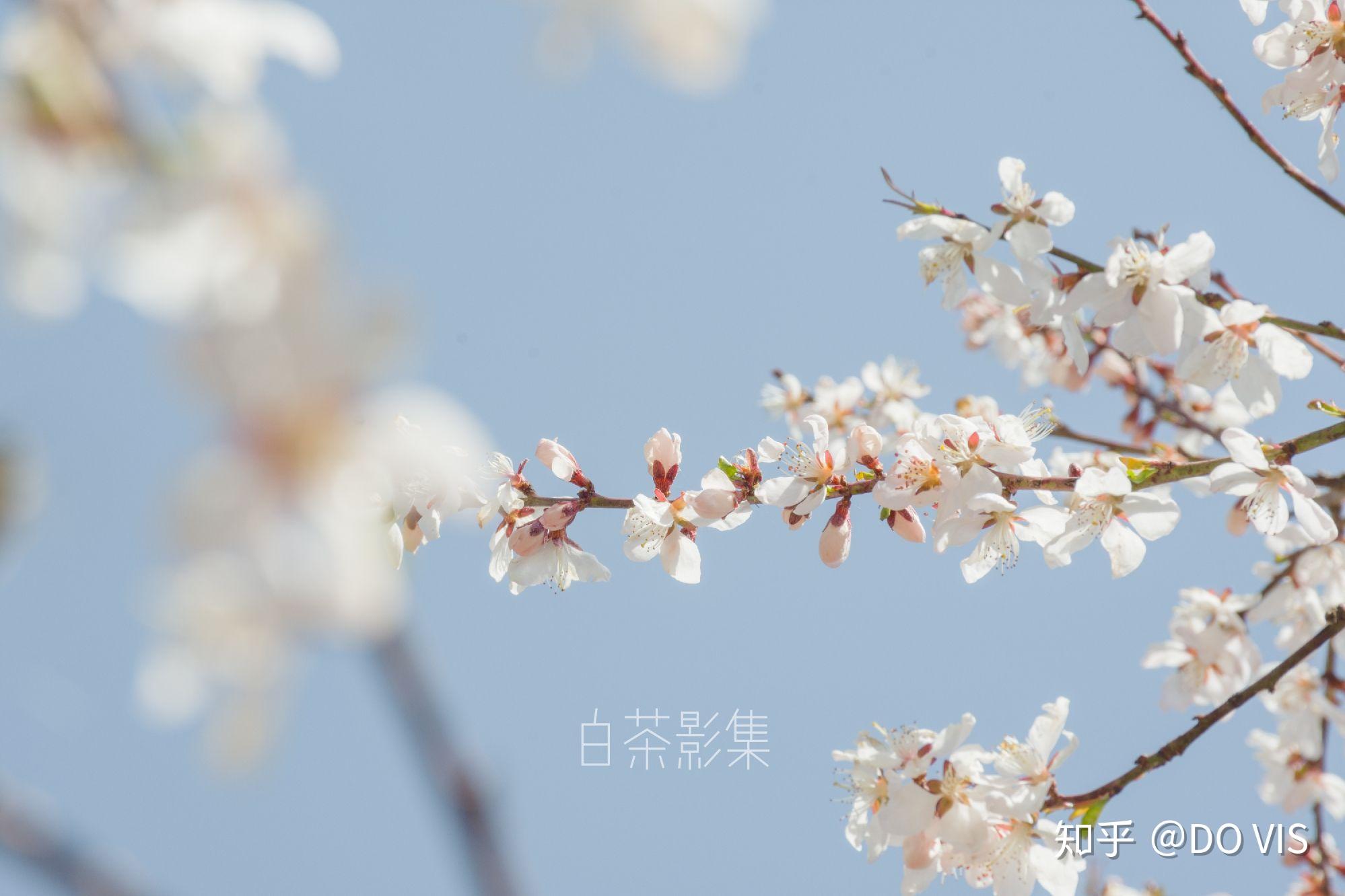 有什么樱花粉色系好看的壁纸