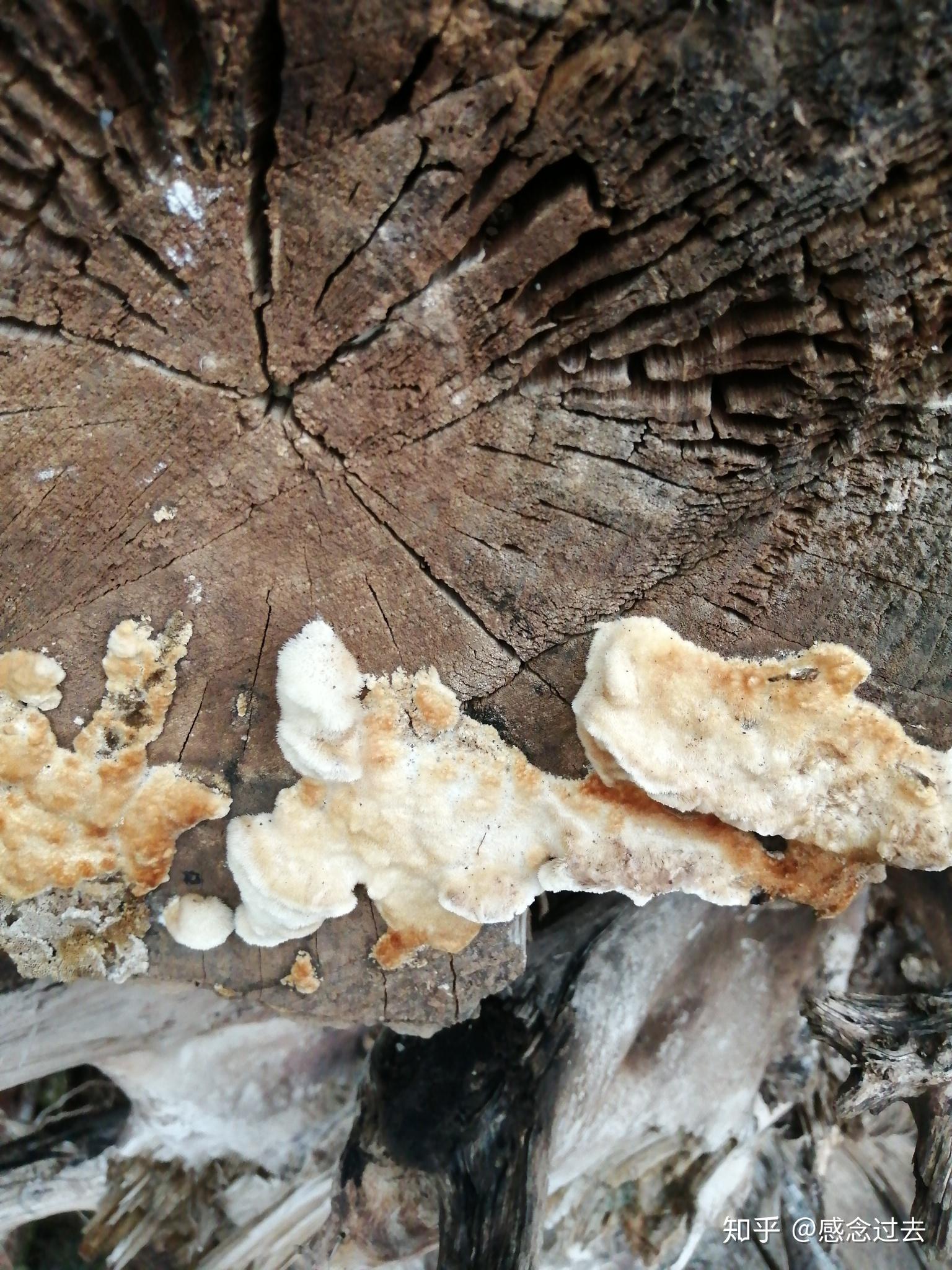 长在树木上的白色真菌是什么. - 知乎
