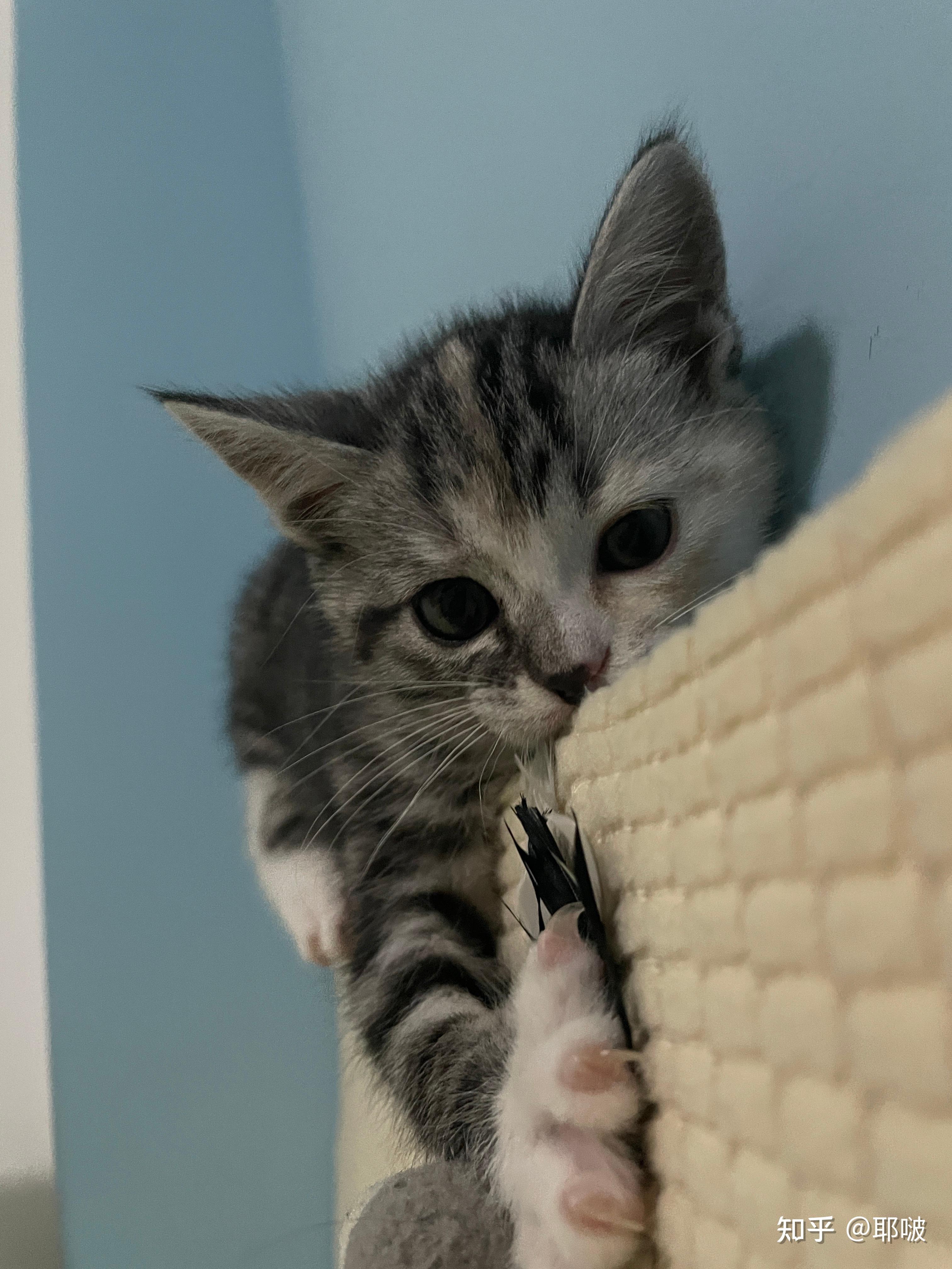 我能看看你家喵喵吗? - 知乎