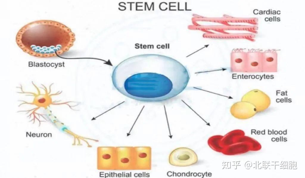 干细胞的新现象:“隐性转录”与衰老有关 - 知乎