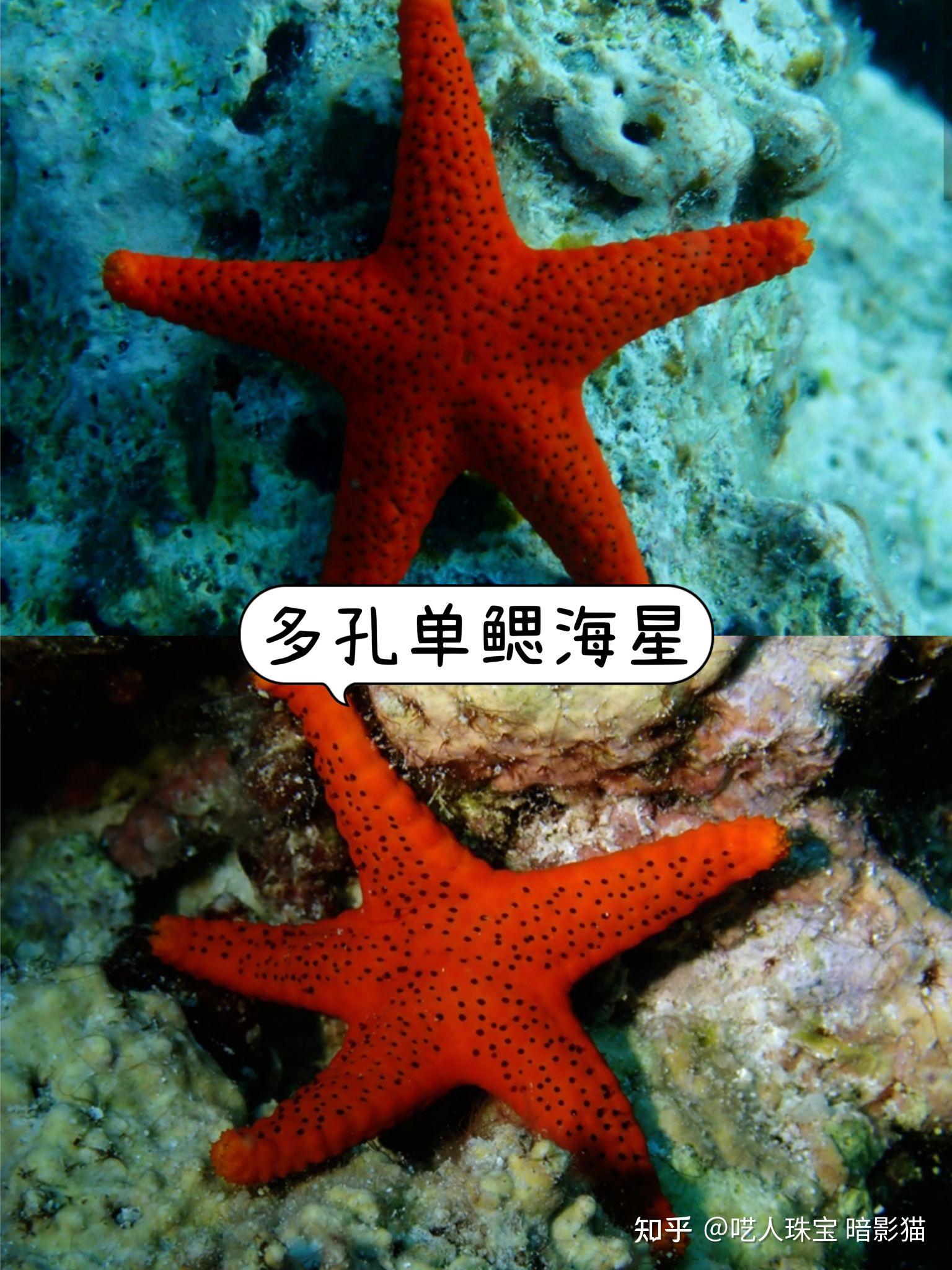 迷你博物馆:海星科普小百科 - 知乎