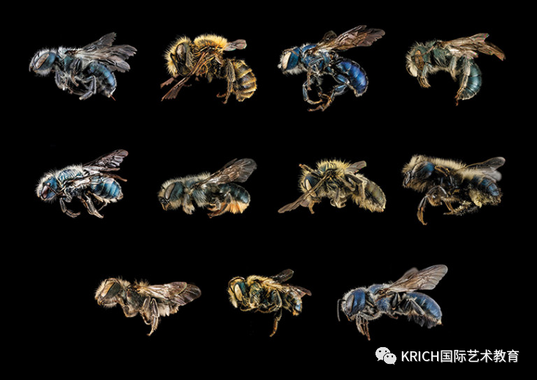 壁蜂属中不同种类的蜂,通常被称为石蜂