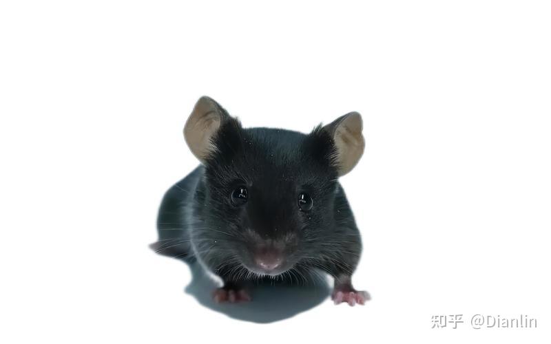 实验动物模型5xfad