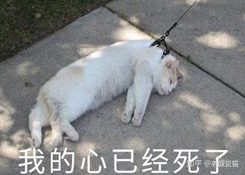 我为什么不可以遛猫呢，因为遛猫的人都被难哭了 知乎 1150