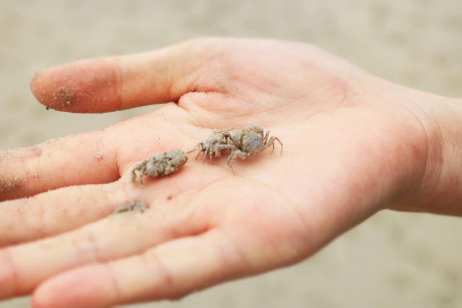 如果带小朋友去,堆沙堡,捉沙蟹一定会玩的很开心,而现在慢慢人也多了