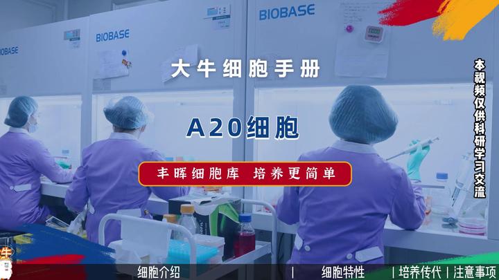 A20细胞培养，小鼠B细胞淋巴瘤细胞培养攻略 - 丰晖生物 - 知乎