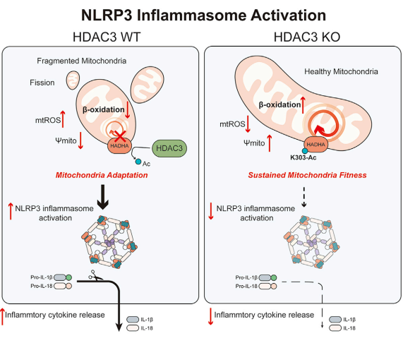 组蛋白去乙酰化酶3怎样通过转位到线粒体抑制依赖性炎症——高分文献解读 