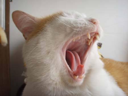 猫口角炎会传染猫吗 知乎