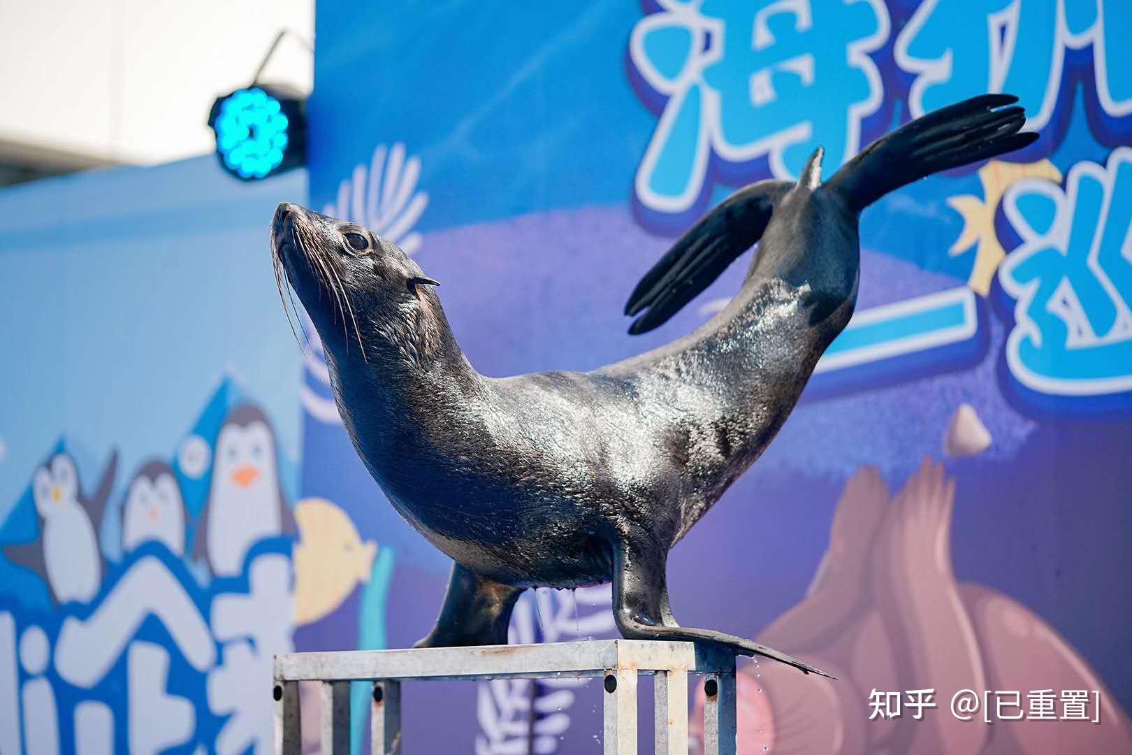 北京海洋馆海狮表演图片