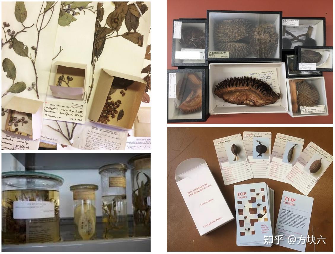植物标本(HERBARIUM) - 知乎
