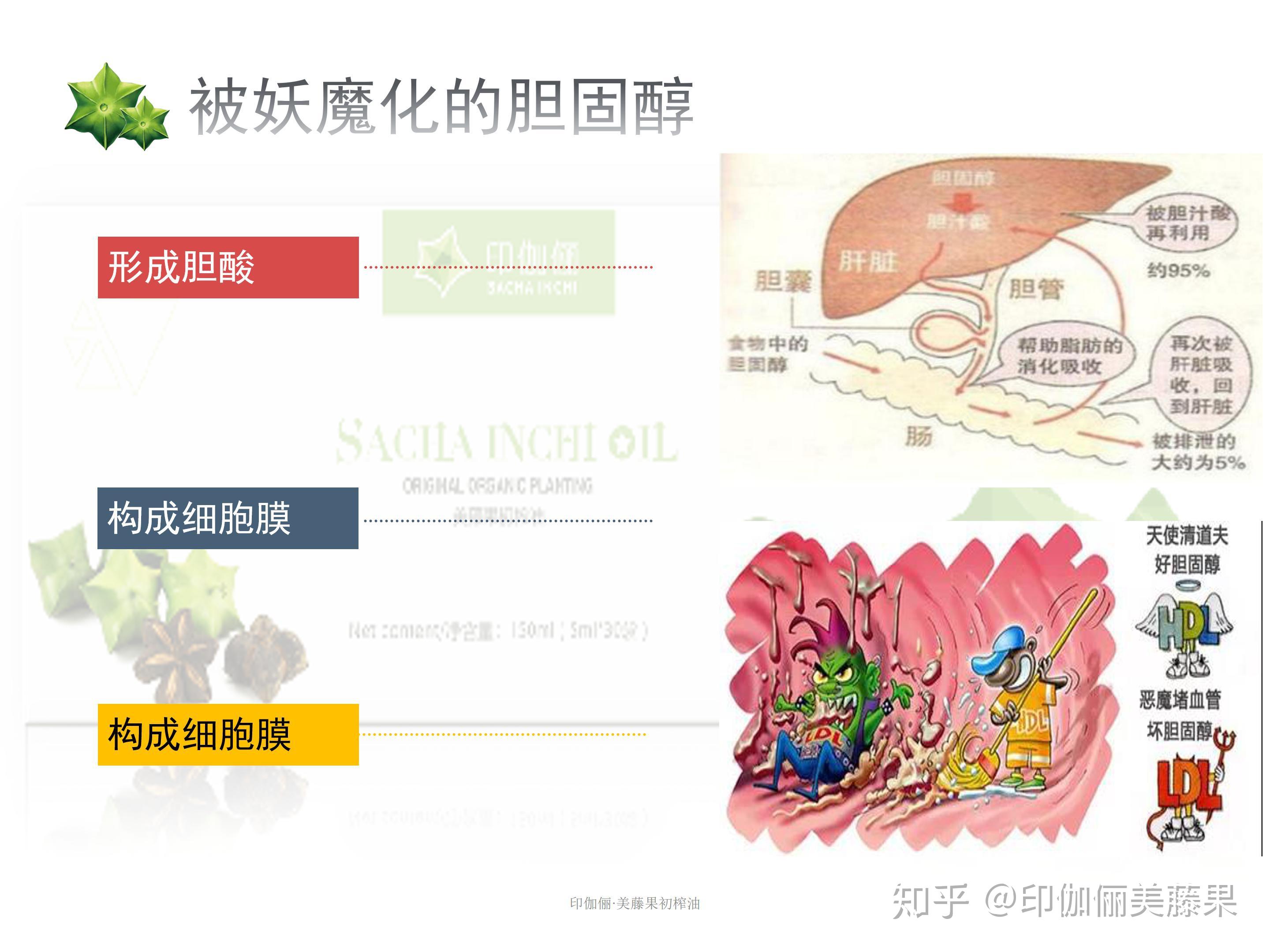 请问脂肪由甘油和脂肪酸组成,那胆固醇由什么组成鸭? - 知乎