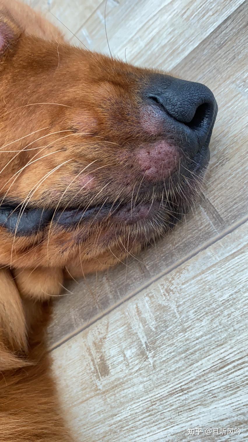 对狗过敏的症状有哪些