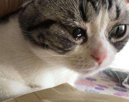 猫咪流泪图片唯美图片