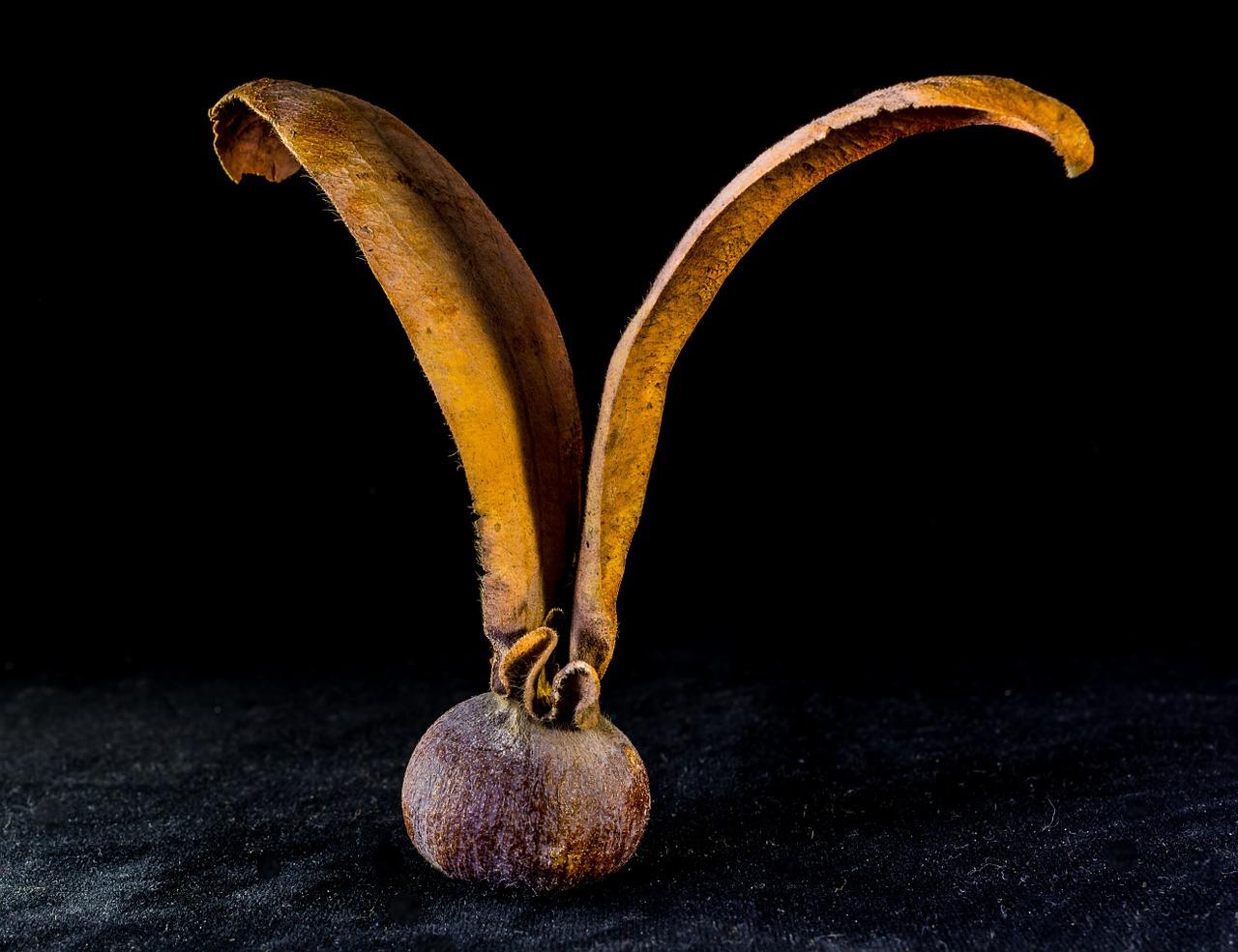 4. 避暑种植技巧