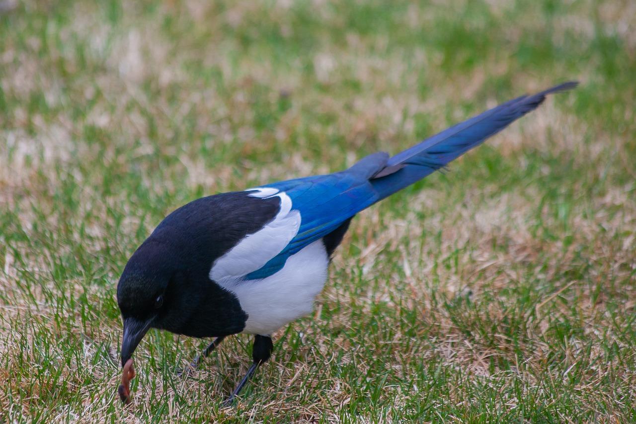 鸟啄窗户预示什么