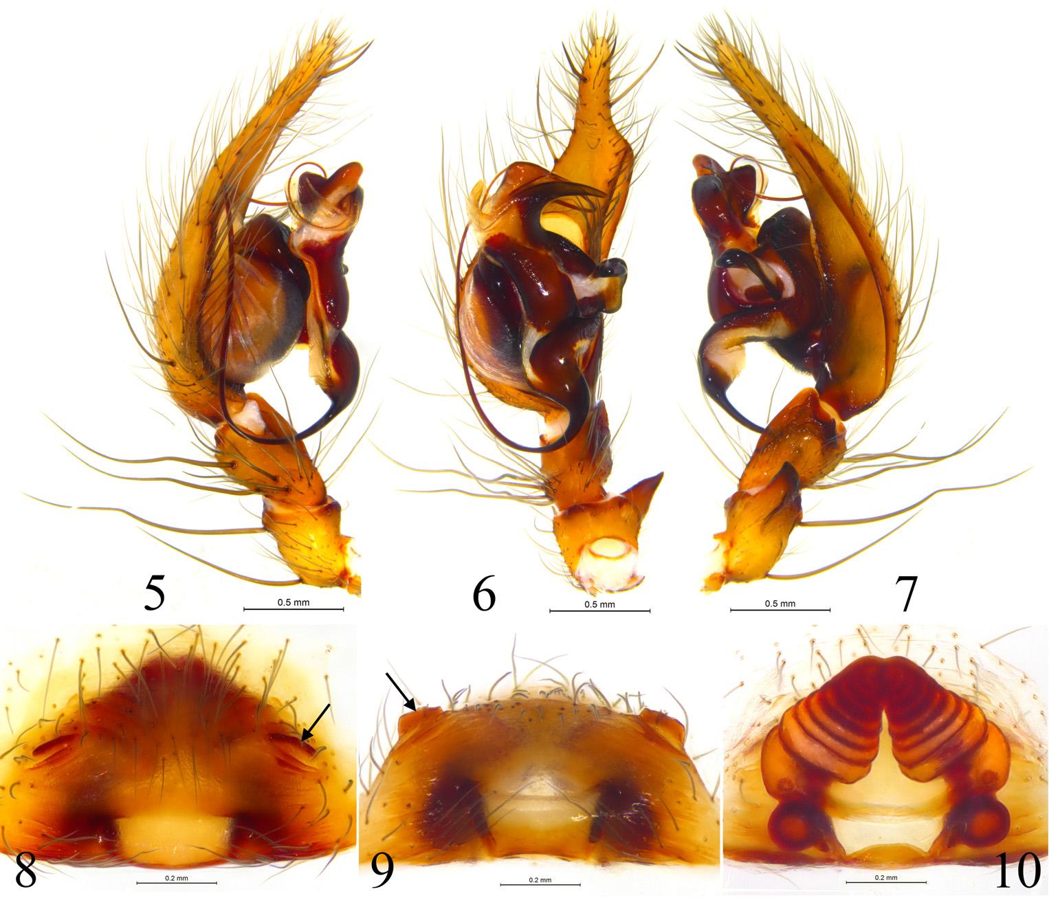 除了盘旋龙隙蛛外,还有四种蜘蛛也是无眼的,分别为:coelotes troglo