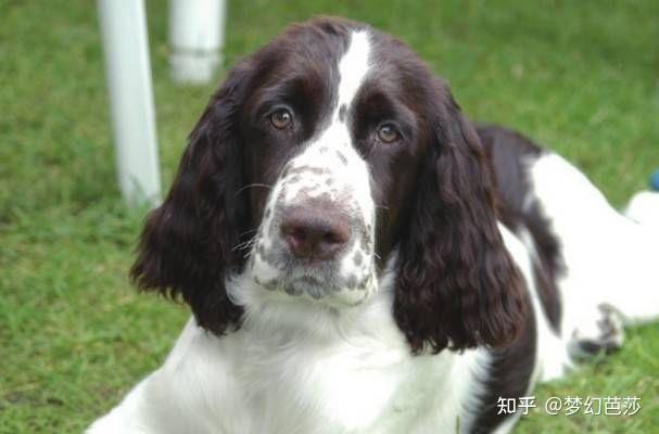 史宾格犬起源于英国,最初为狩猎用的寻回犬 - 知乎